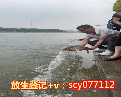 黑龙江小鱼放生，黑龙江渔民捕获537斤大蝗鱼，好心人花6万买下放生