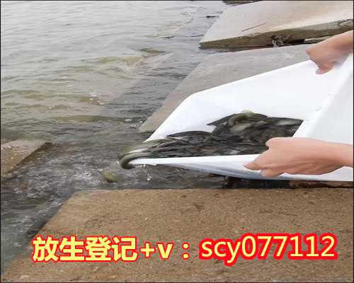 南京公园放生黄鳝，南京渔民捕获胭脂鱼王体长超1米
